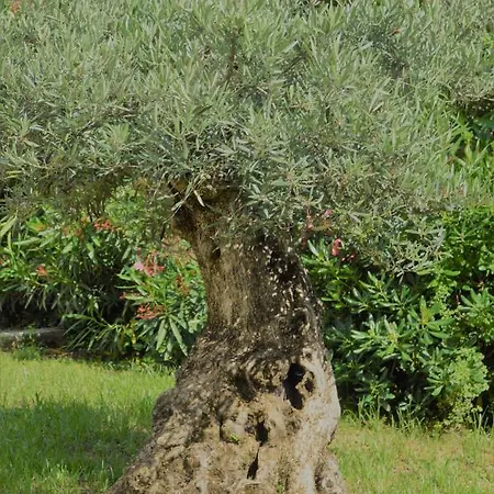 La Terre Des Lauriers Apartment Vallauris
